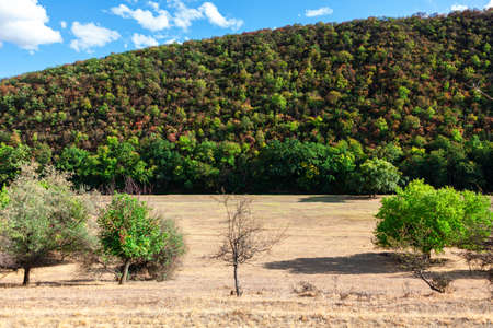 Nature reserve on the hill . Meadow with dry grass and green trees . Spectacular summer landscapeの写真素材