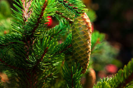 Green pine cone growing on the fir tree . Coniferous evergreen branchesの写真素材