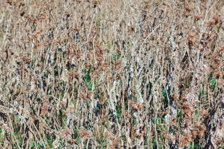 Dry plants background . Burdock in autumn