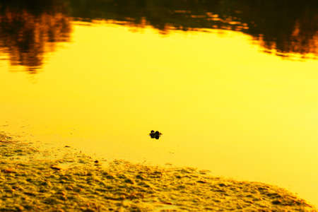 Frog eyes sticking out of water . Swamp in the twilightの写真素材