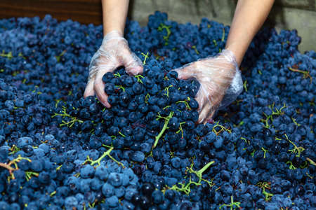 Hands collecting grapes for wine making . Hands in transparent plastic gloves . Custom crush...
