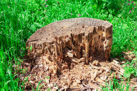 Rotten tree stump and green grass . Old tree trunkの写真素材