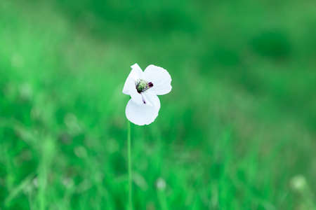 Lonely white flower at green background . Wildflower with white petals . White poppy symbol of peaceの写真素材