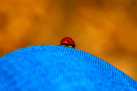 Ladybug on the jeans . Red spotted insectの写真素材