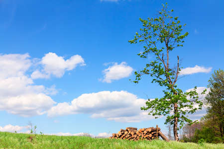 Stacked logs on the meadow . Idyllic rustic nature . Pile of firewood on the grassの写真素材