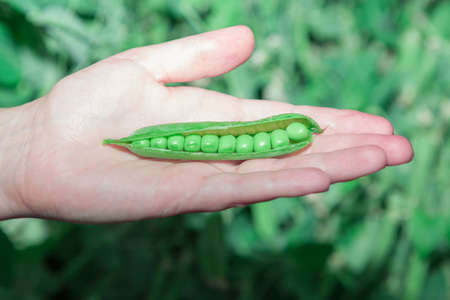 Harvest peas in hand . Fresh organic green peasの写真素材