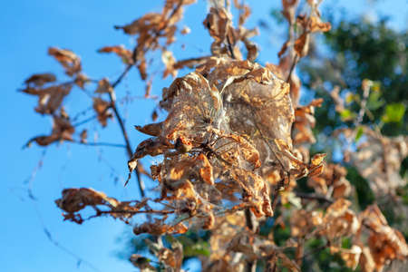 Dry leaves eaten by caterpillars . Caterpillar webs cover the tree branchの写真素材