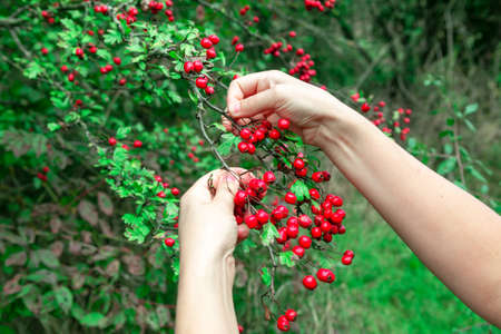 Girl picking hawthorn berries . Red berries manual collectedの写真素材
