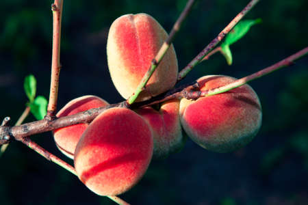 Sweet juicy peaches on a branch . Organic sweet fruitsの写真素材