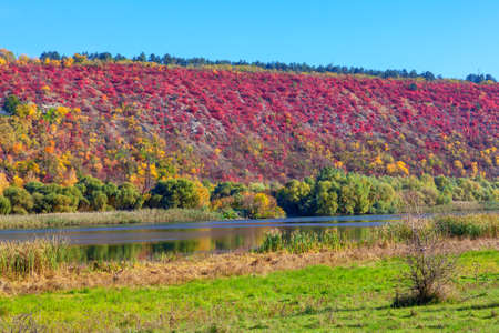 Idyllic autumn nature with river . Red bushes growing on the hill