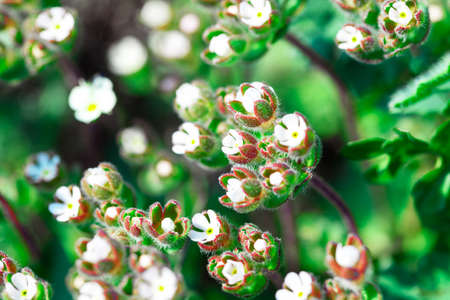 Macro small white flowers . Wildflowers in the springの写真素材