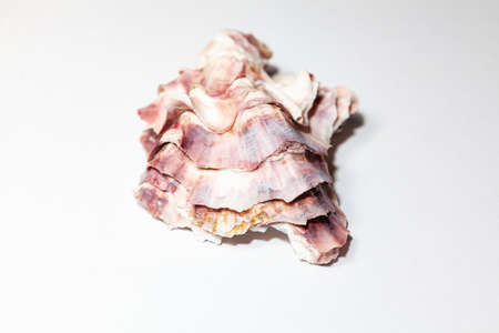 Sea shell on the white background . Details of sea conchの写真素材
