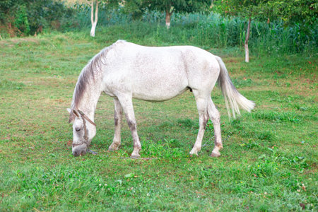 Domestic mare grazing . White horse on the pastureの写真素材