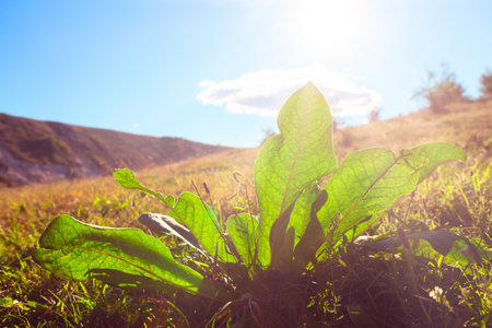Burdock leaves in the sunlight . Green plants on the sunny meadowの写真素材