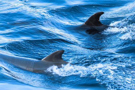 Dolphin fins over sea water surface . Dolphinarium show