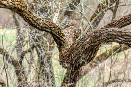 Tree branches with rough bark in the spring
