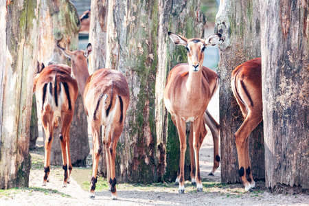 Impala at wildlife habitats . Aepyceros melampus . Game reserve with herbivorous mammalsの写真素材