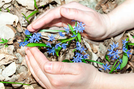 Hands protect the flowers . early spring flowers. Nature protection concept
