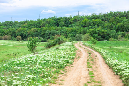 Country road and green meadows in spring . Springtime way  sceneryの写真素材
