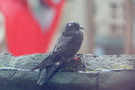 Bird wet in the rain . Pigeon in the cityの写真素材