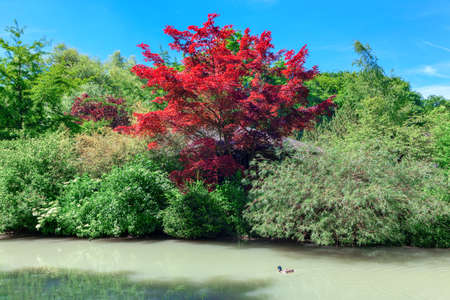 Colorful nature with river . Red and green trees the river bank  . Paradise natureの写真素材