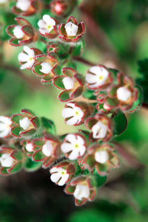 Small flowers at green background . Wild flowers in springtime