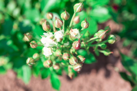Buds of white roses in the gardenの写真素材