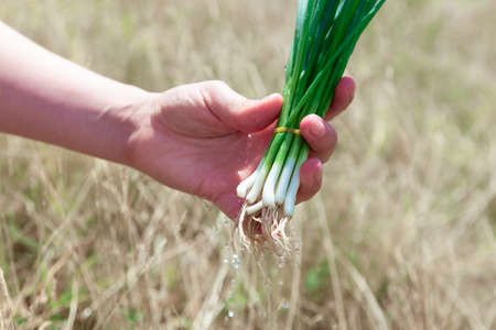 Fresh green onion . Root side onion in the handの写真素材