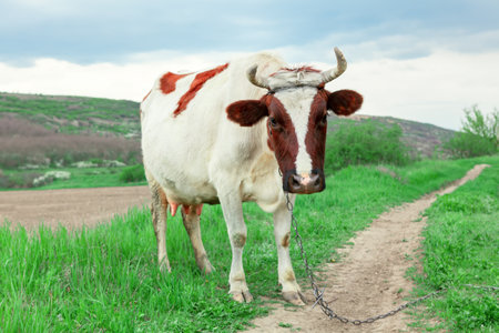 Cow in the village . Domestic animal looking in cameraの写真素材