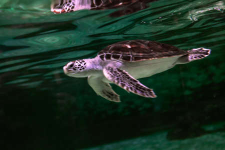 Turtle swimming in deep ocean water