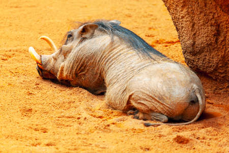 Warthog sleeping on the sand . Phacochoerus africanusの写真素材