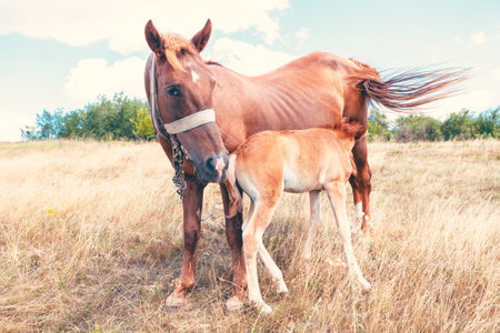 Domestic mare with foal on the pasture . Horses mother and childの写真素材