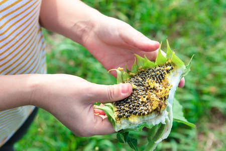 Sunflower Crop Seeds . Sunflower holding on the hands . Farmer with harvest