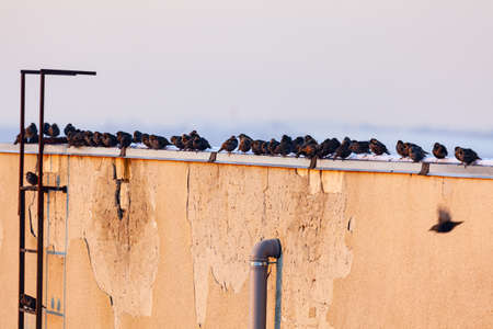 Birds standing on the roof edge . Flock of rooks on the rooftopの写真素材