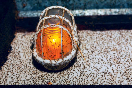 Lots of mosquitoes around the lamp . Lighting equipment with insectsの写真素材