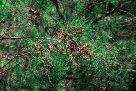 Evergreen branches background . Tropical coniferous plants with seedsの写真素材