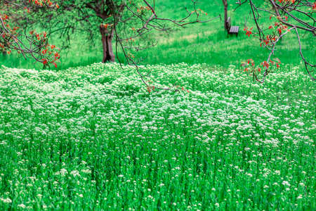 Spring meadow in bloom . White wild flowers in the springtimeの写真素材