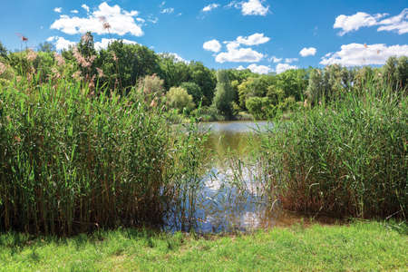 Quiet place in the reeds for fishingの写真素材