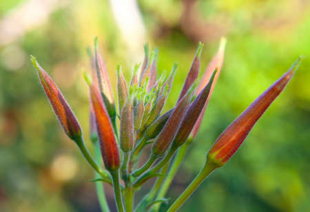 Blooming flower buds at green backgroundの写真素材