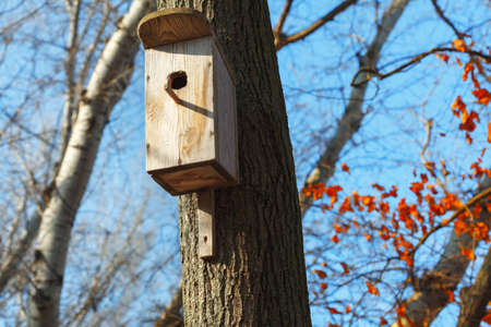 Bird wooden house on the tree . Forest in the springtime