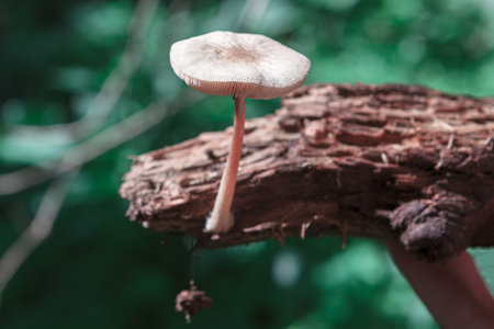 Mushroom growing on the rotten wood . Fungus on the treeの写真素材