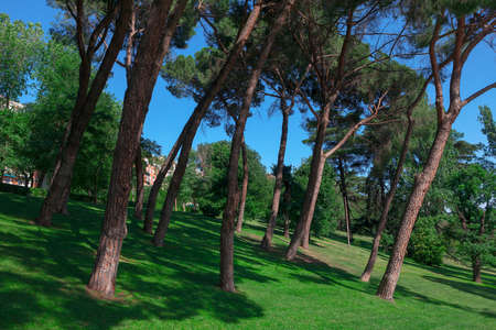 Park with tall pines in Madrid . Tropical coniferous park with lawnの写真素材