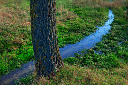 Stream flows near the tree . Springtime nature with brook