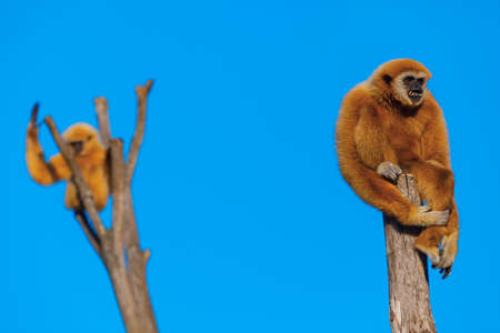 Monkey standing on the pillar . Gibbon ape animals