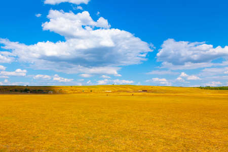 Yellow field and blue sky . Summer rustic sceneryの写真素材