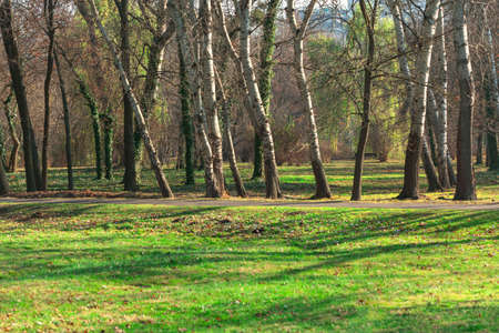 Row of trees in the park . Poplars in the springtime . Tree trunks and green meadowの写真素材