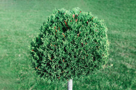 Round Shrub at Green Background . Evergreen round bush