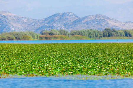 Marshland and mountains nature . Swamp scenery with water lilyの写真素材
