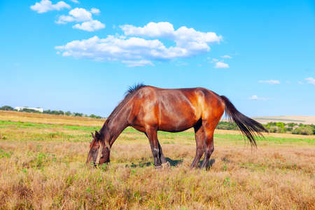 Domestic brown horse at the pasture . Mare grazing in summer