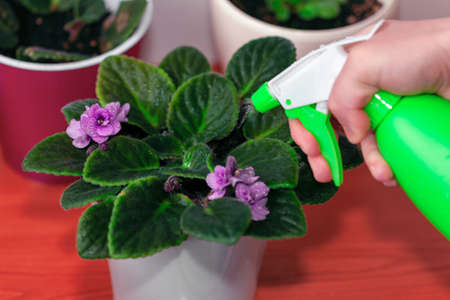 Spraying water on flowers . Misting houseplantsの写真素材